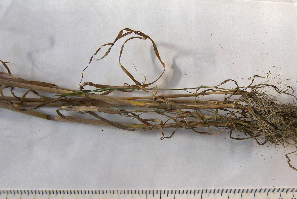 Image of Bromus arvensis specimen.