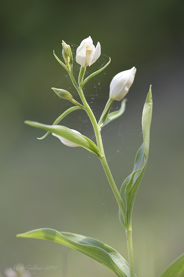 Изображение особи Cephalanthera damasonium.