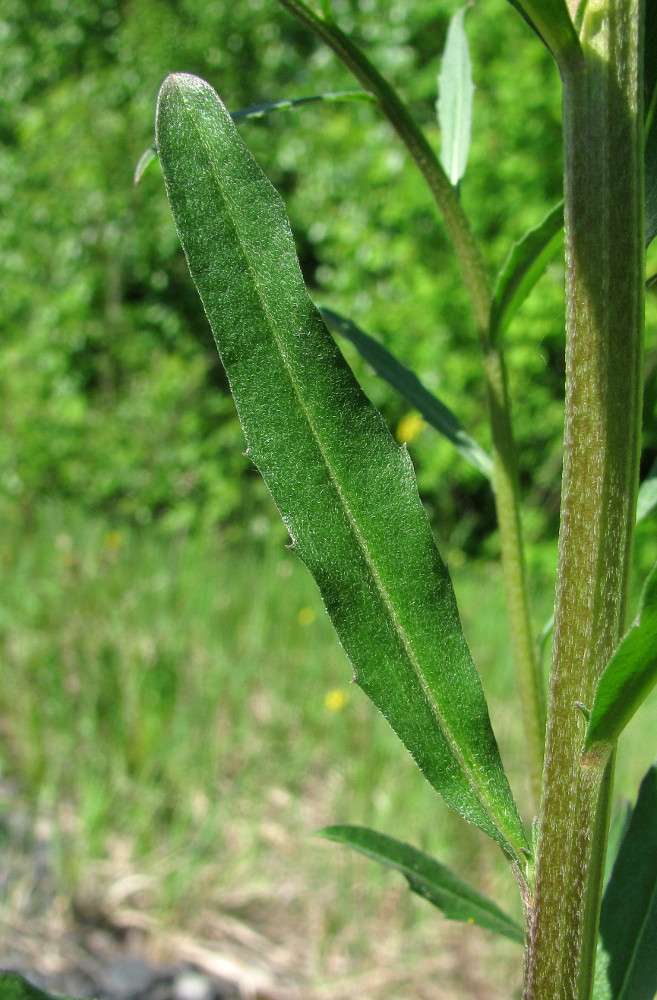 Изображение особи Erysimum hieraciifolium.