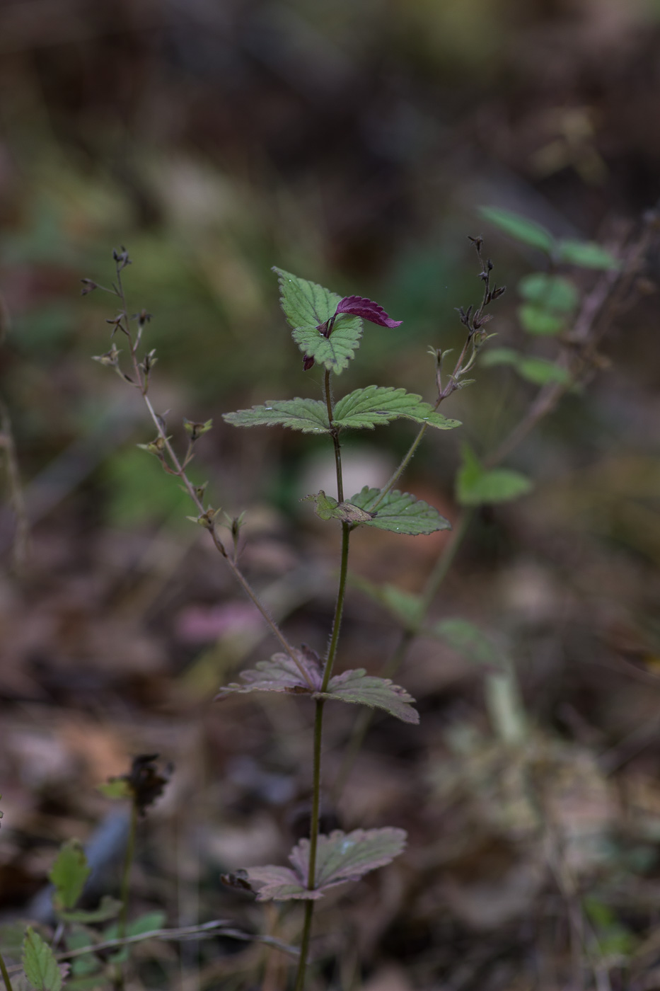 Image of Veronica chamaedrys specimen.