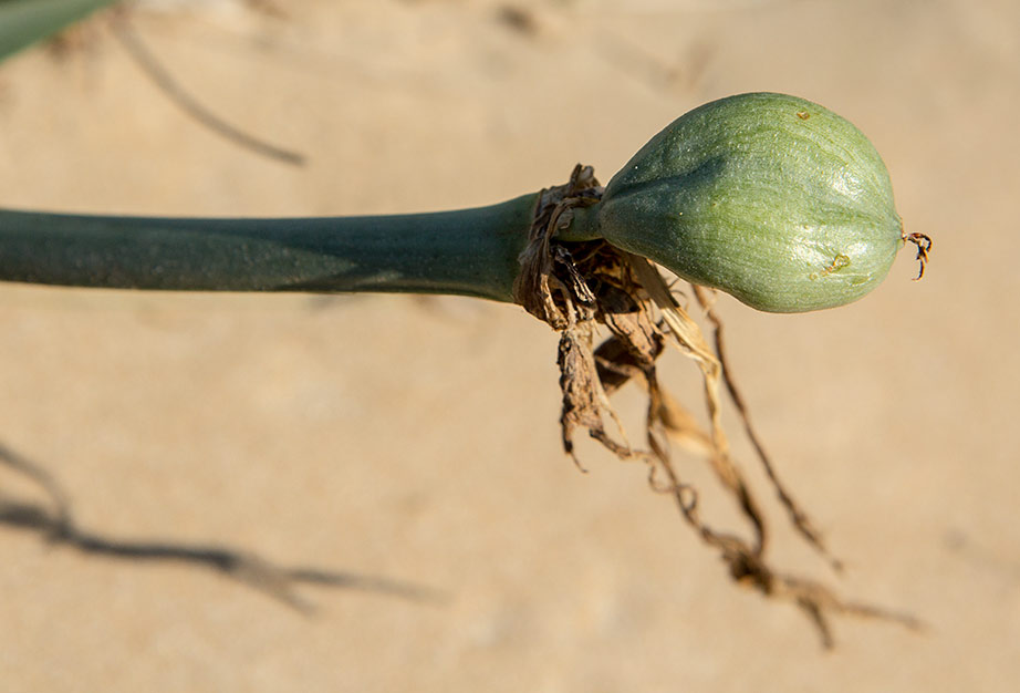 Image of Pancratium maritimum specimen.