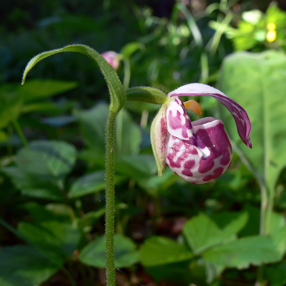 Image of Cypripedium guttatum specimen.