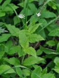 Stellaria nemorum