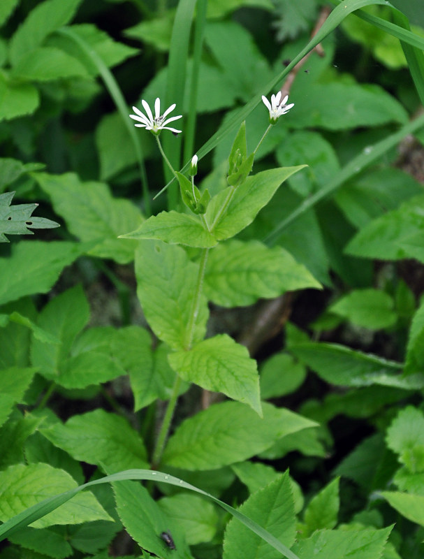 Image of Stellaria nemorum specimen.