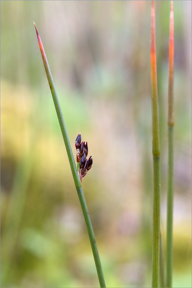 Image of Juncus arcticus specimen.