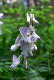 Vicia sylvatica. Соцветие. Свердловская обл., окр. г. Североуральск, р-н скал Грюнвальдта, обочина дороги в лиственнично-елово-сосновом лесу. 19.06.2015.