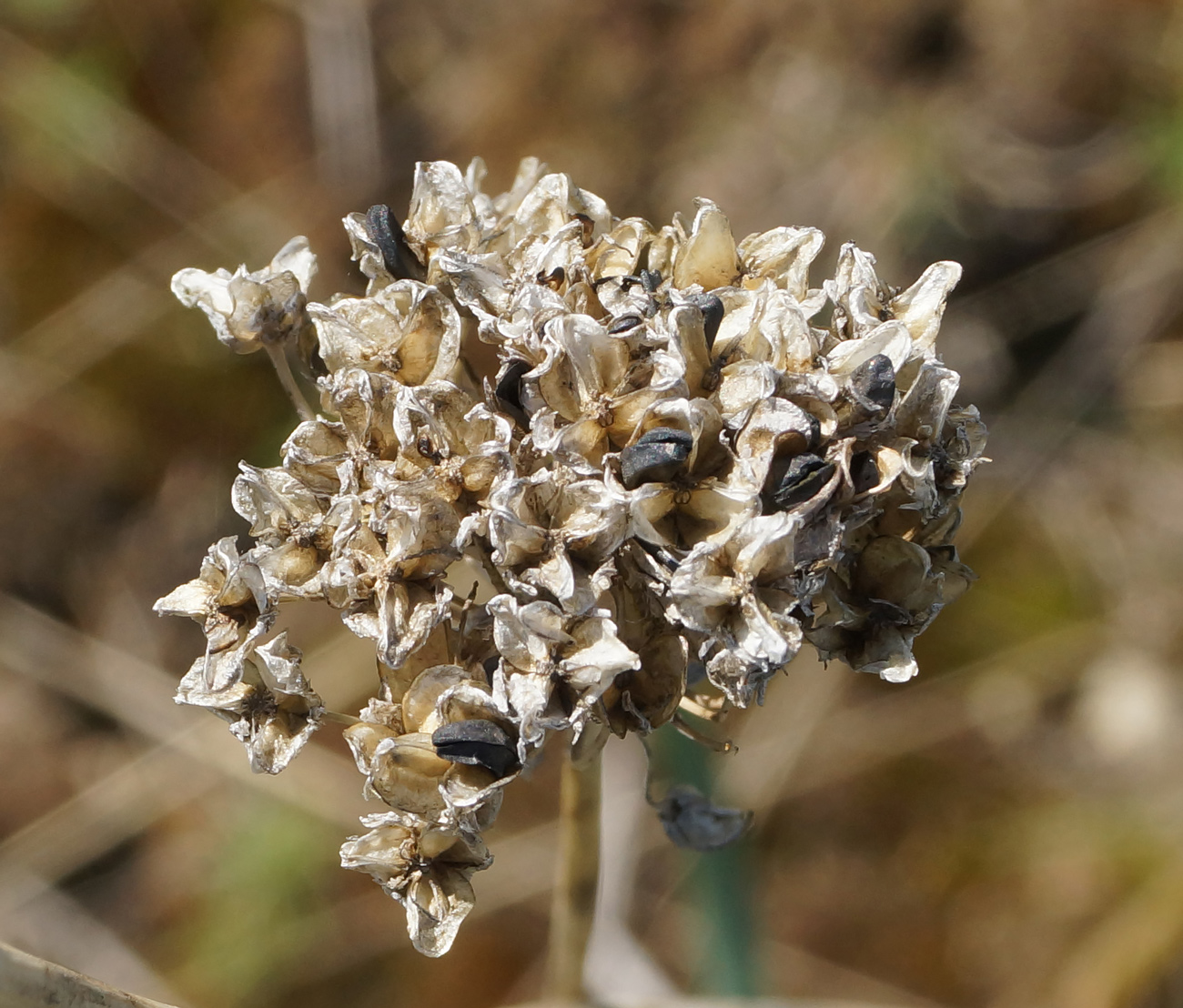 Image of Allium strictum specimen.