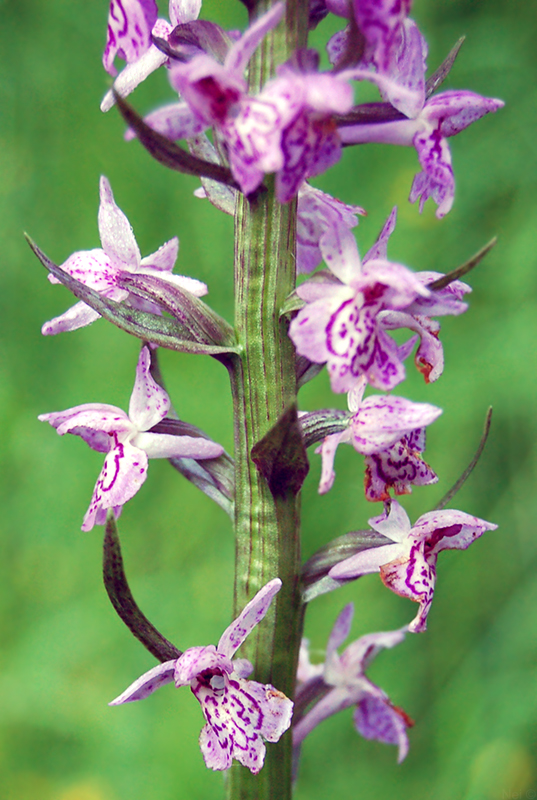 Image of Dactylorhiza &times; kerneriorum specimen.