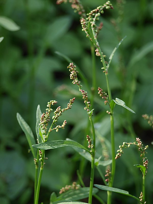 Изображение особи Rumex acetosella.