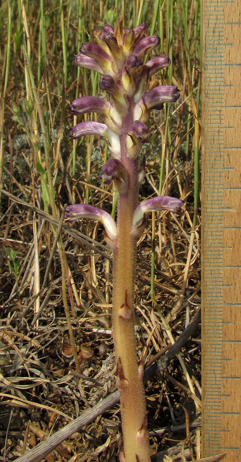 Image of Orobanche cumana specimen.