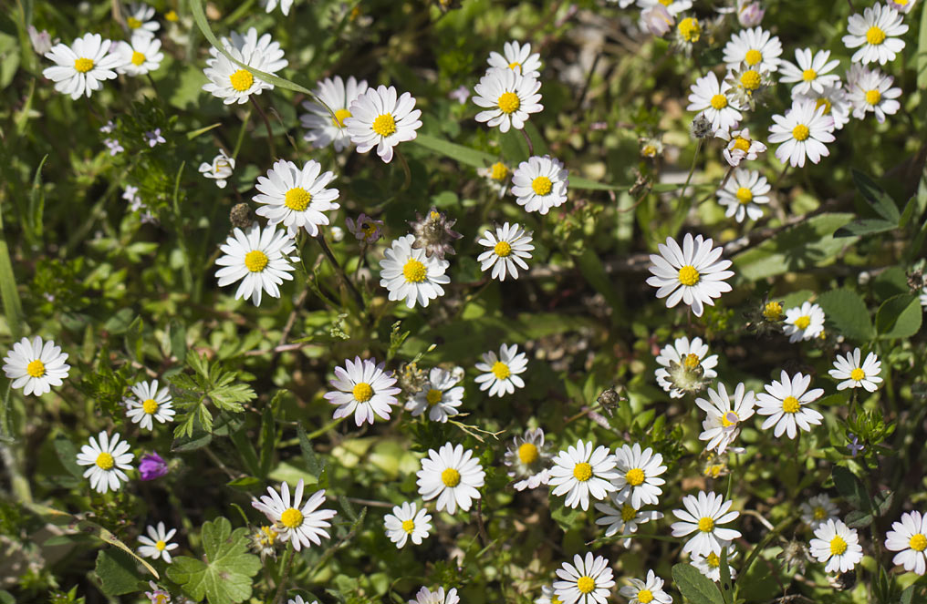 Image of Bellis annua specimen.