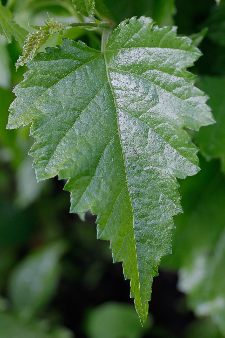 Изображение особи Betula pendula.