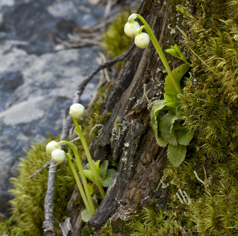 Image of Moneses uniflora specimen.