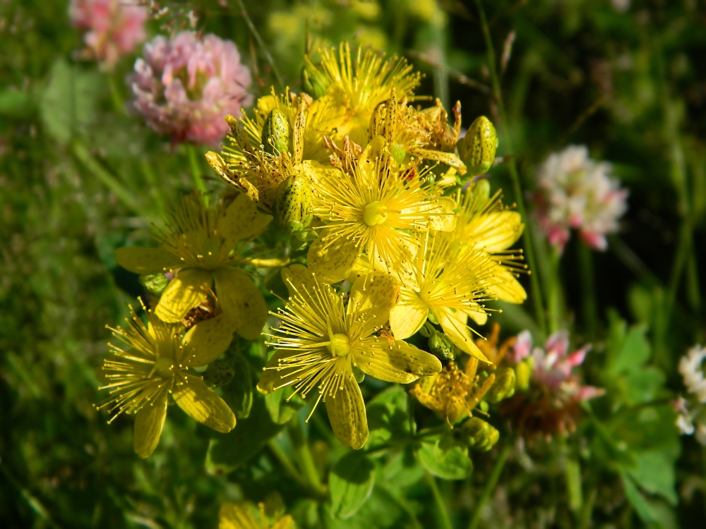 Image of Hypericum maculatum specimen.