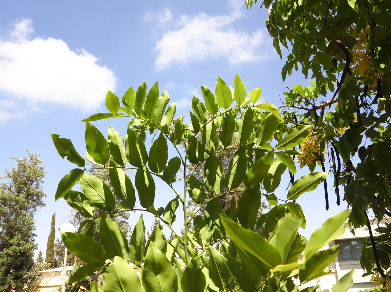 Image of Cassia fistula specimen.