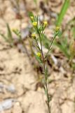 Linum corymbulosum. Верхушка цветущего растения на участке с изреженной растительностью. Узбекистан, Ташкентская обл., зап. отроги Чаткальского хр., ур. Чимган, склон горы Кызылджар. 09.07.2016.