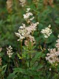 Filipendula ulmaria. Верхушка побега с соцветием. Исландия, долина Хёйкадалюр, берег ручья на окраине геотермального поля. 01.08.2016.