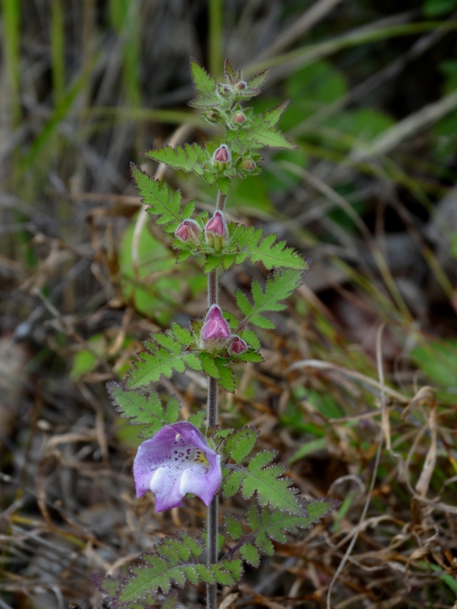 Изображение особи Phtheirospermum chinense.