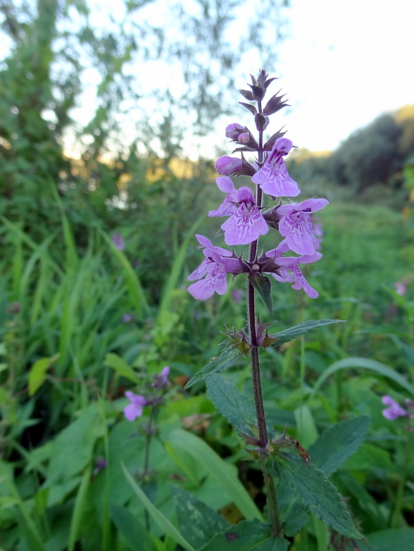 Image of Stachys palustris specimen.