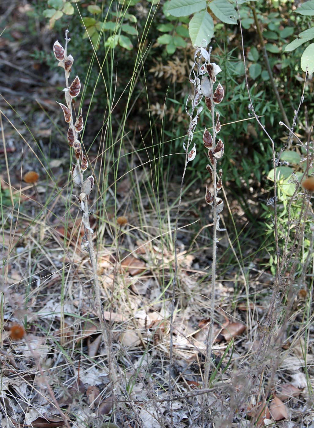 Image of Fibigia clypeata specimen.