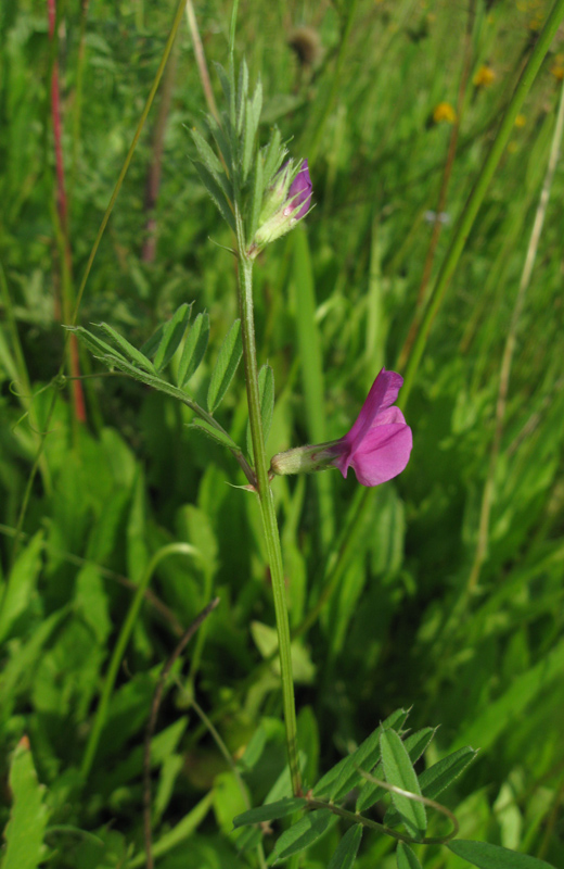 Image of Vicia angustifolia specimen.