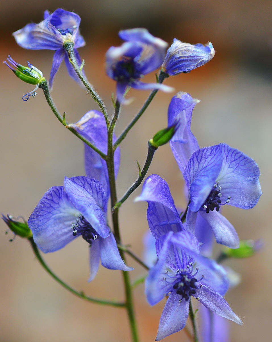 Изображение особи Aconitum nemorum.