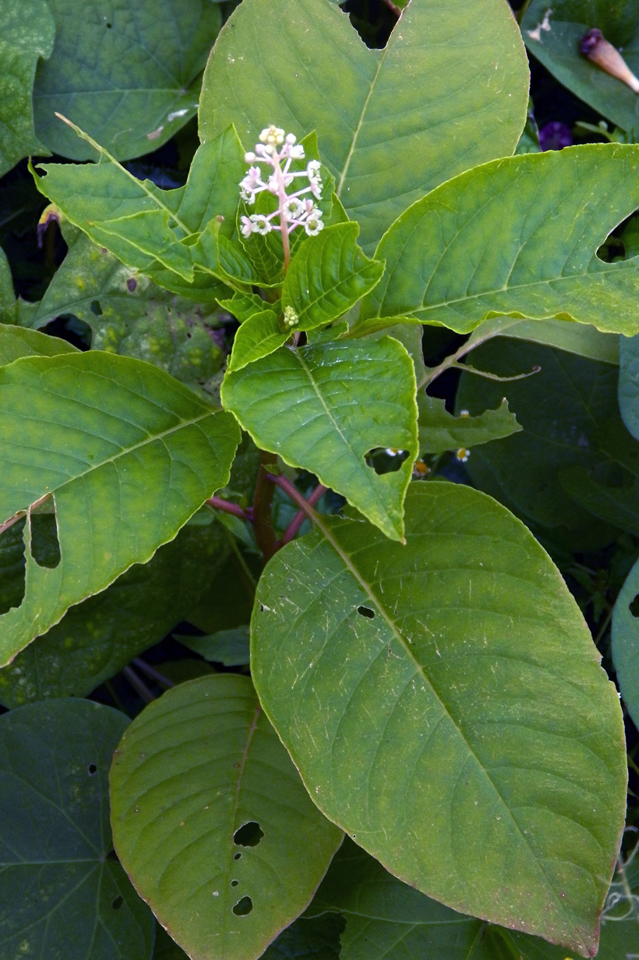 Image of Phytolacca acinosa specimen.