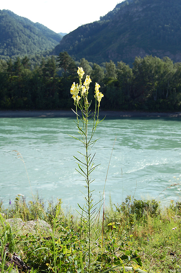 Image of Linaria vulgaris specimen.