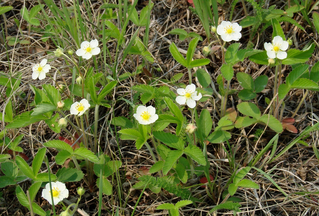 Изображение особи Fragaria viridis.