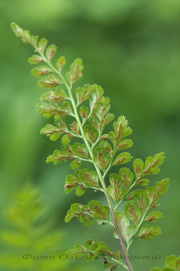 Изображение особи Asplenium woronowii.