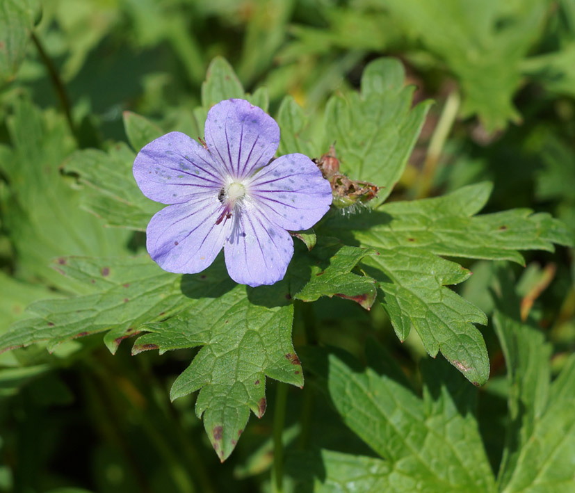 Image of Geranium erianthum specimen.