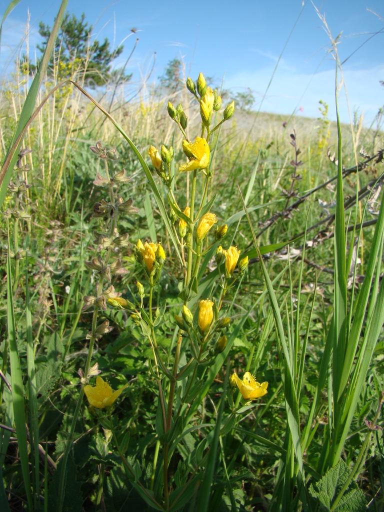 Image of Hypericum elegans specimen.