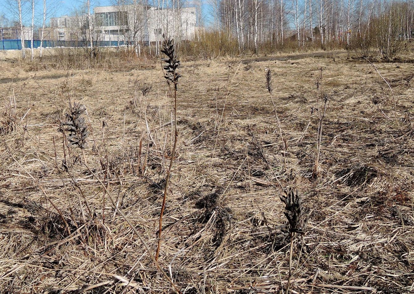 Image of Lupinus polyphyllus specimen.