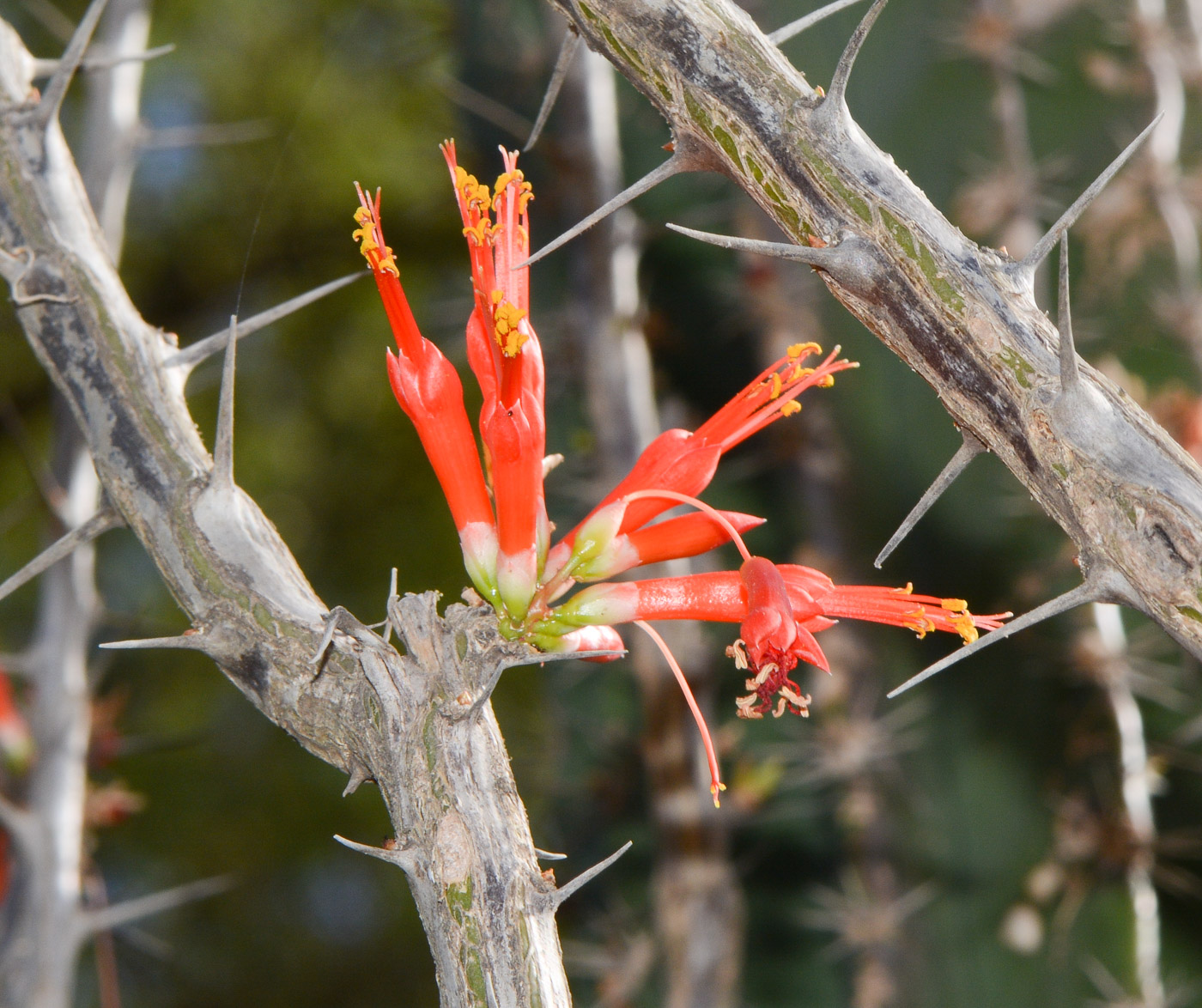 Image of Fouquieria diguetii specimen.