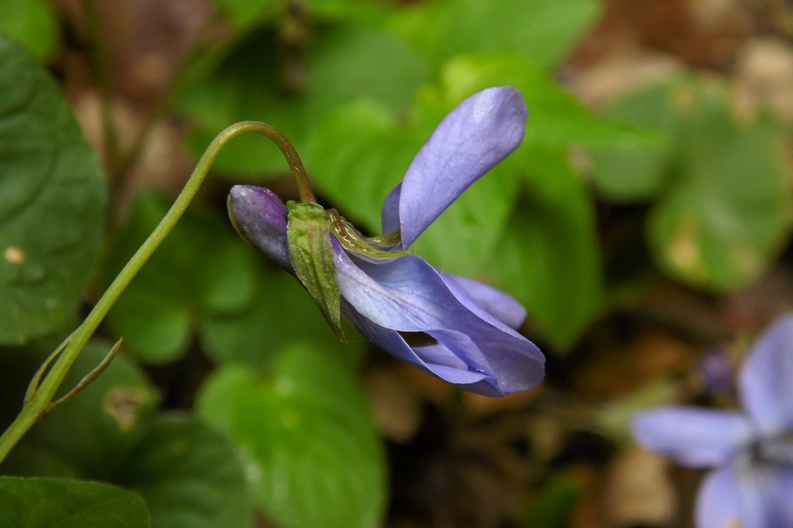 Image of Viola reichenbachiana specimen.