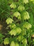 Fritillaria thunbergii