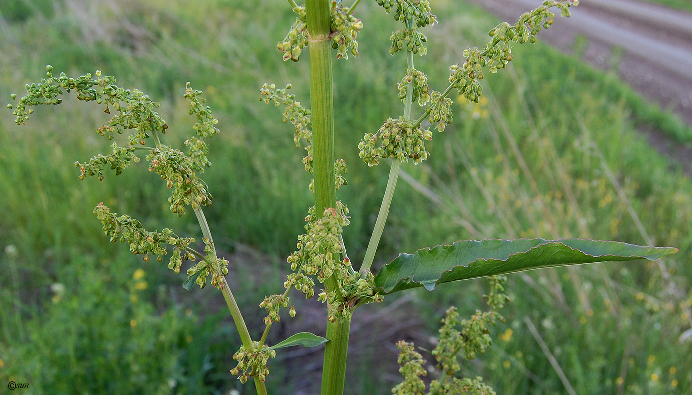 Image of Rumex patientia specimen.