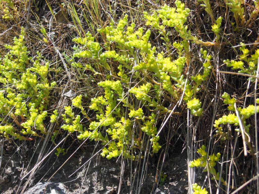 Изображение особи род Sedum.