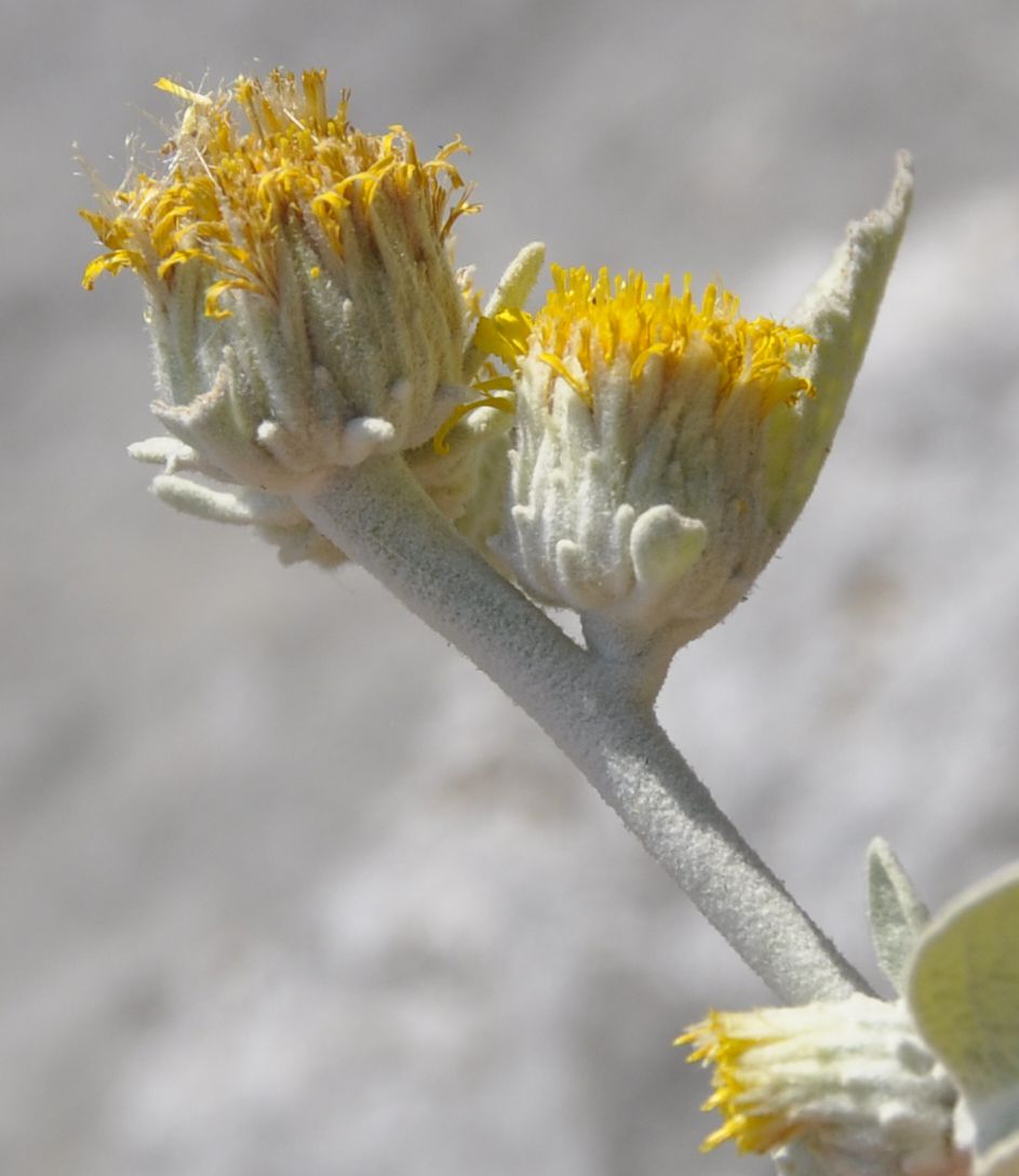 Image of Inula oxylepis specimen.