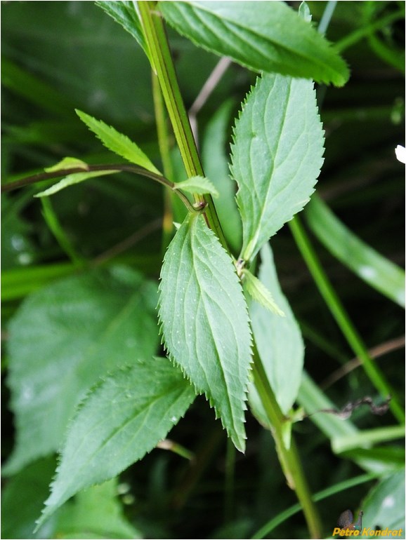 Image of Leucanthemum waldsteinii specimen.