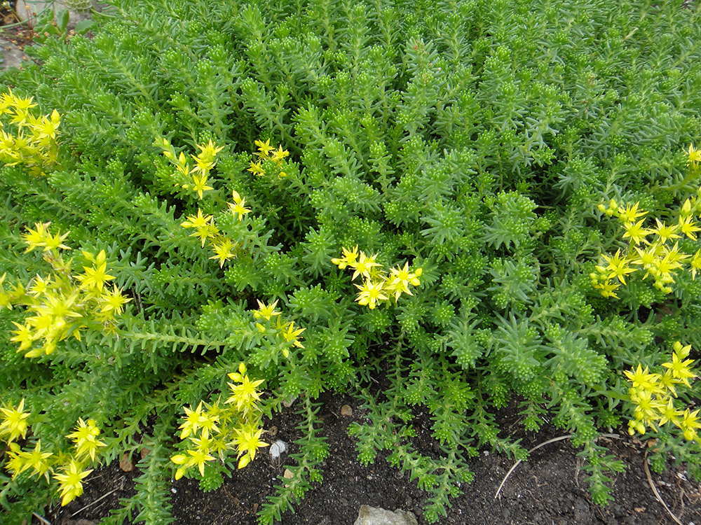 Image of Sedum sexangulare specimen.