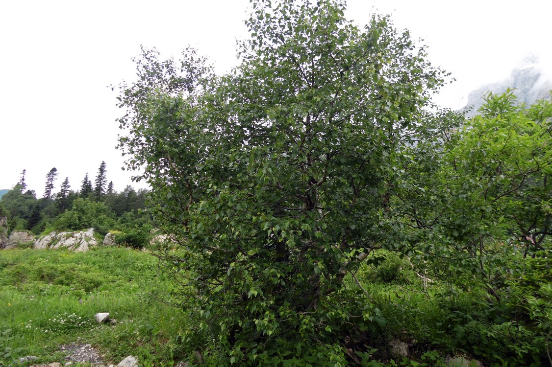 Image of Betula pendula specimen.