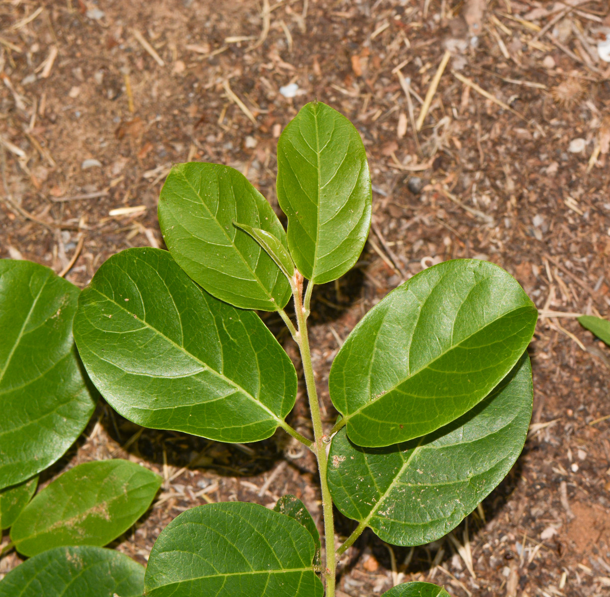 Image of Combretum microphyllum specimen.