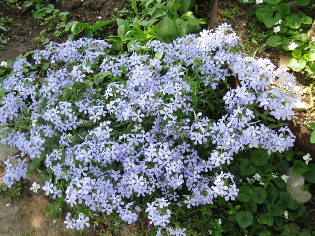 Image of Phlox divaricata specimen.