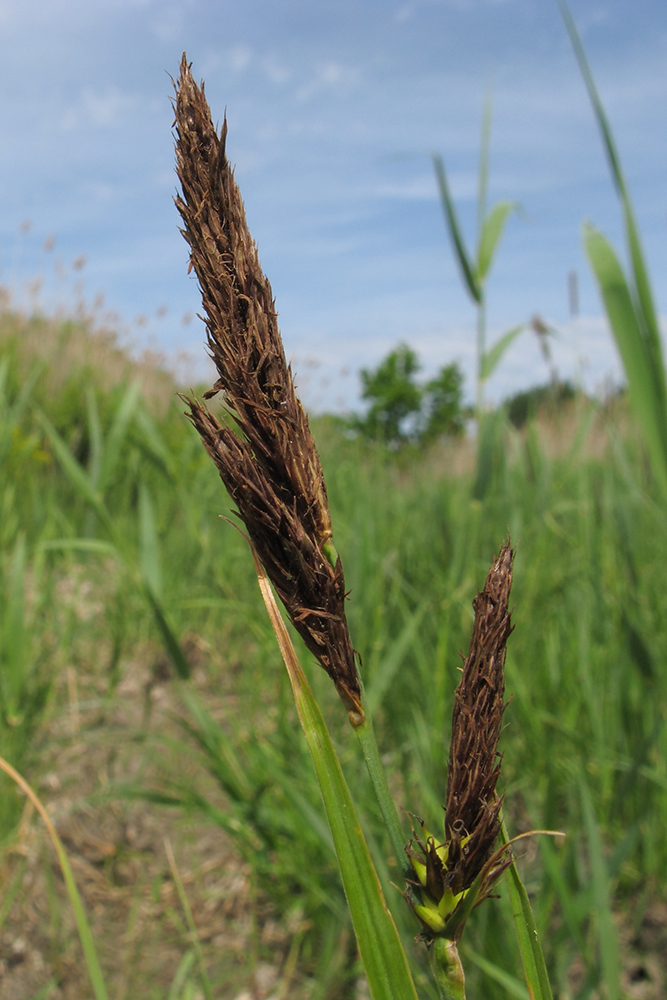 Image of Carex riparia specimen.