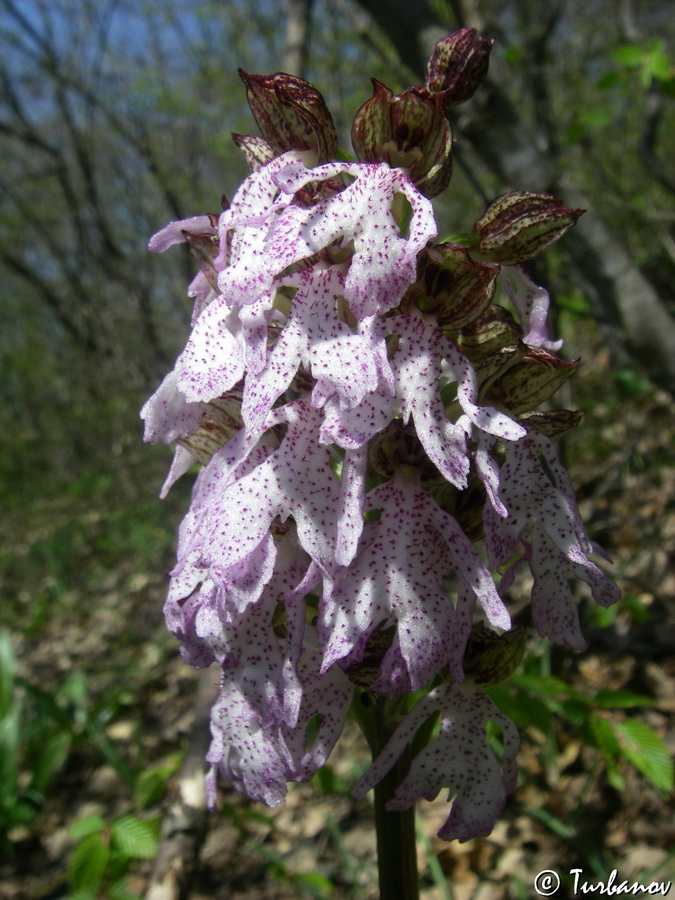 Изображение особи Orchis &times; angusticruris.