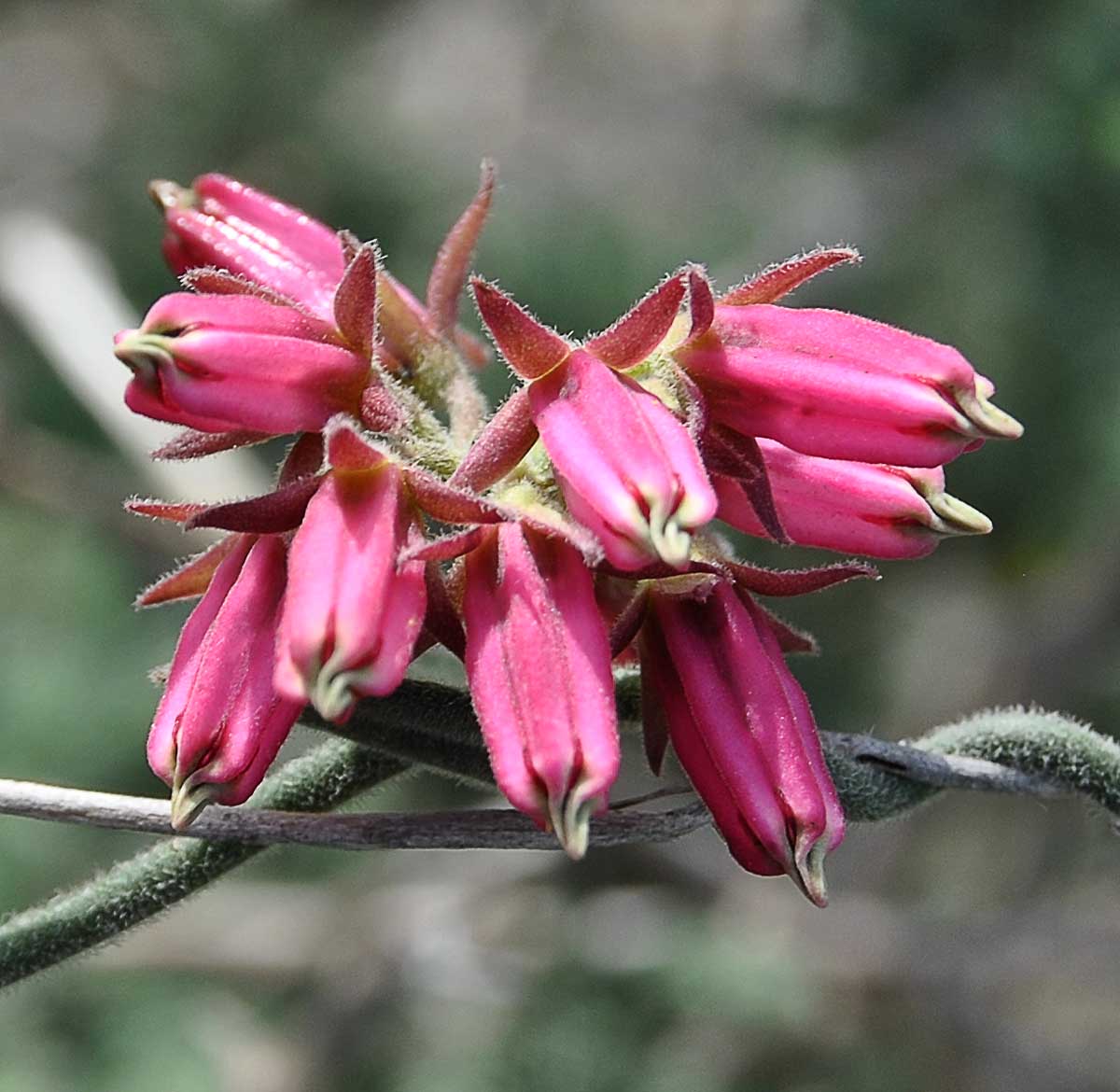 Image of Microloma sagittatum specimen.