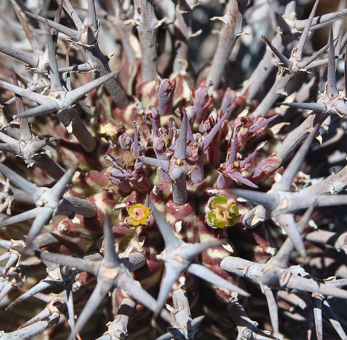 Image of Euphorbia pillansii specimen.