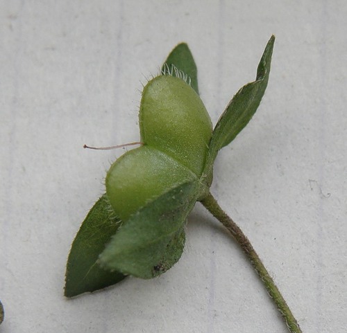 Image of Veronica persica specimen.