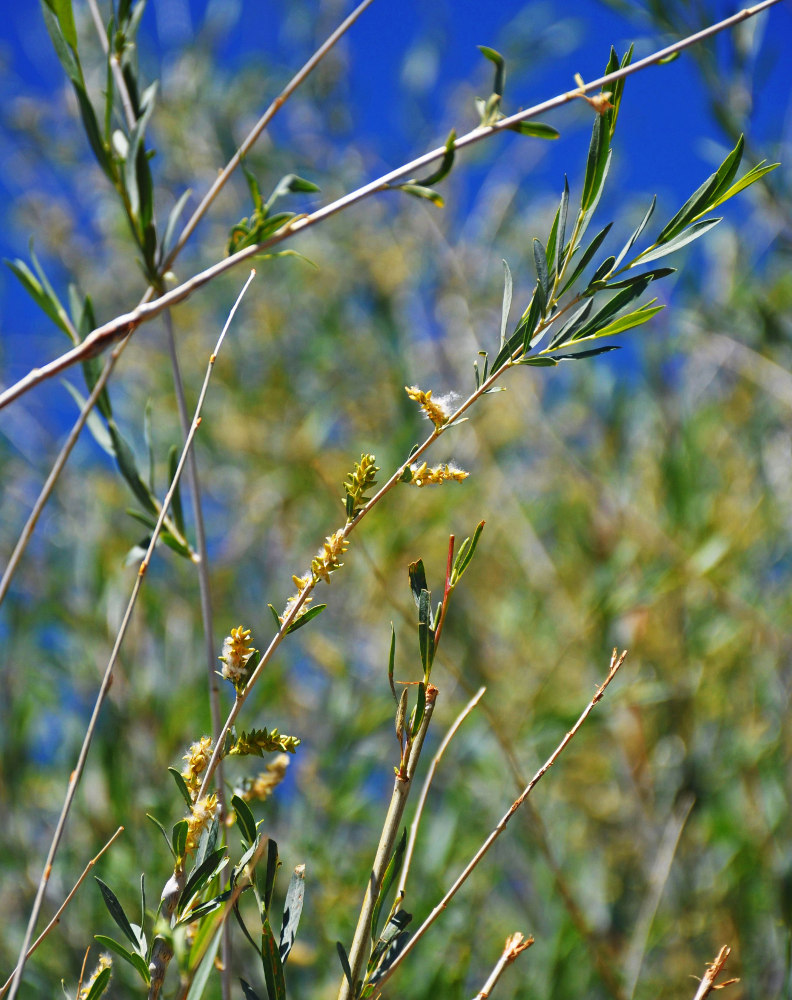 Image of genus Salix specimen.